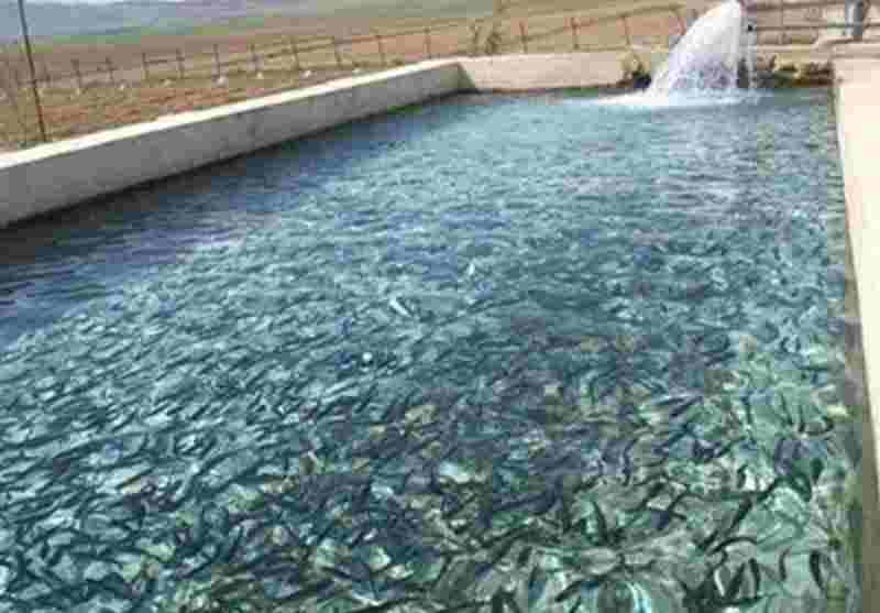 تولید ۱۵۰۰۰ تن آبزیان در ۵۱۰ مزرعه در اردبیل