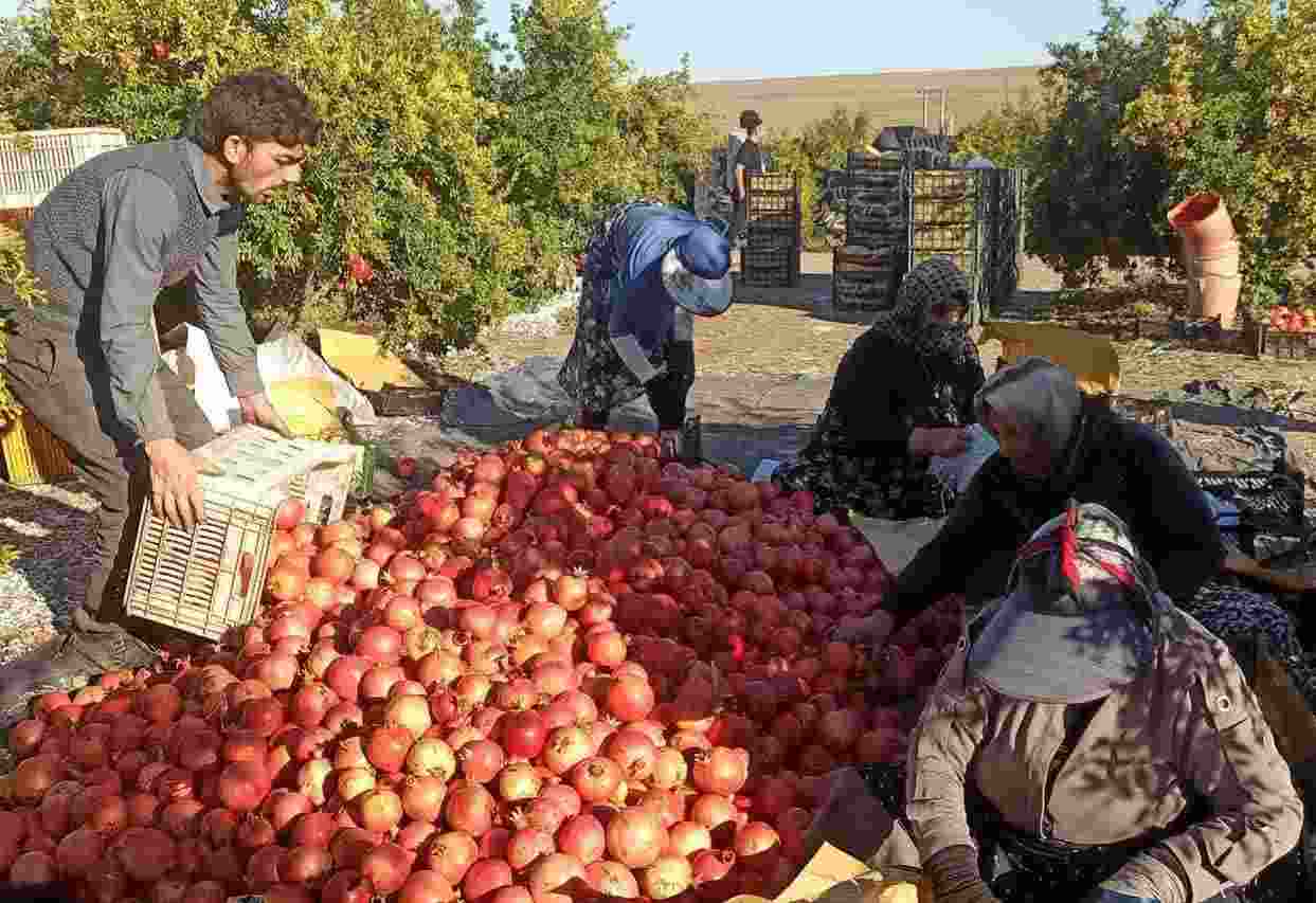 انار آبدار شهرستان گِرمی روانه بازار شد